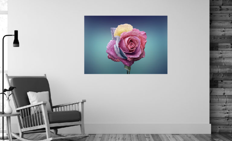 Kolorowa róża fotoobraz