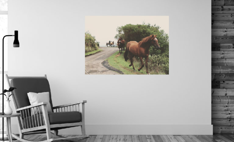 Konie fotoobraz