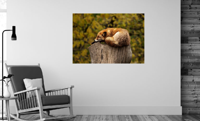 Śpiący lis fotoobraz