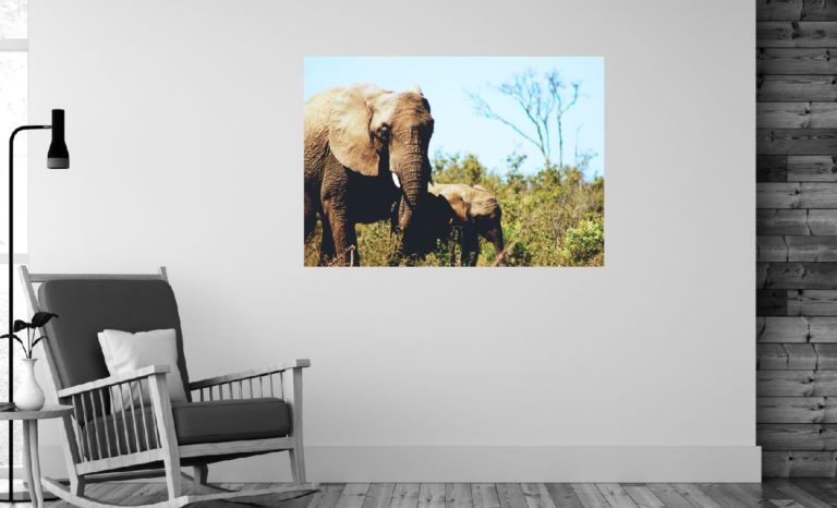 Słonie fotoobraz