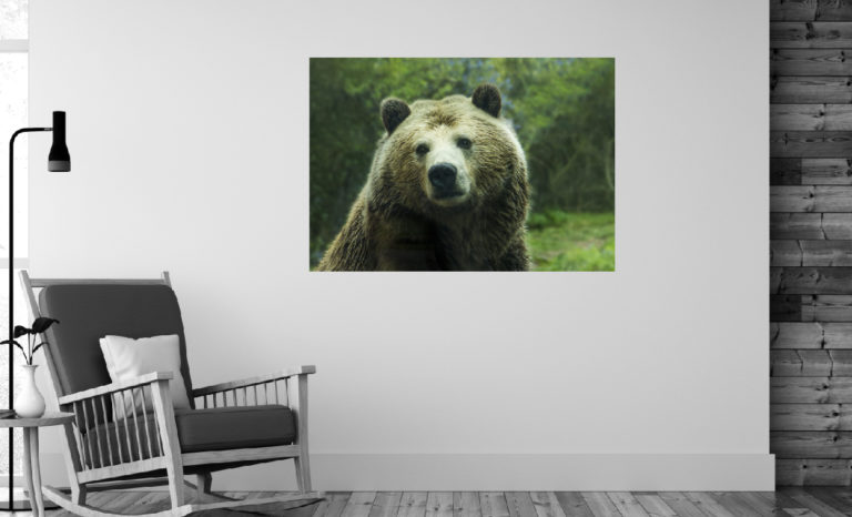Niedźwiedź fotoobraz